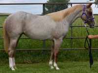 فرس, Quarter Horse — الصورة 3