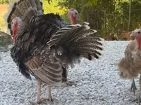 Turkeys — Foto 3