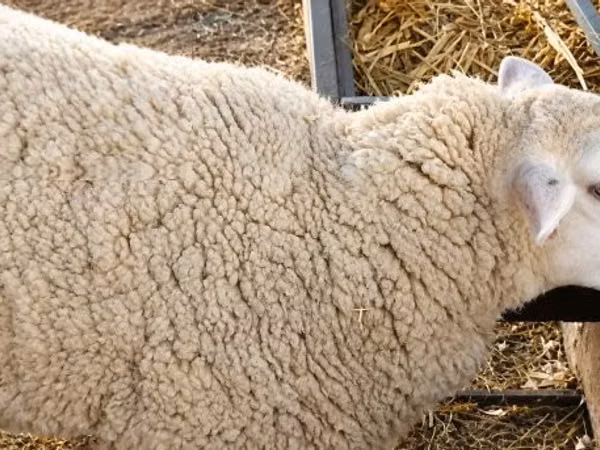 ცხვარი, British  Milksheep