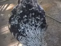 Araucana — Foto 2