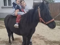 母马, Horses — 照片 3