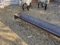 Widder, White Suffolk sheep — Foto 3