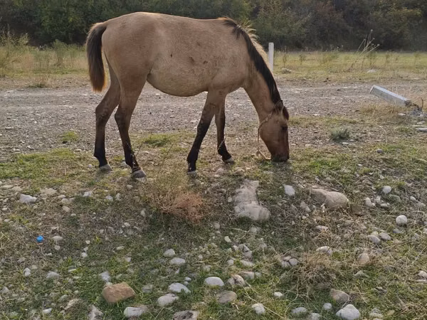 კვიცი, Azerbaijan horse