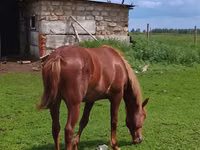 Jument, Chevaux — photo 1