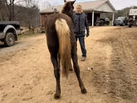 Kısrak, Rocky Mountain Horse — foto 2