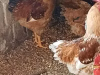 Chickens — foto 2