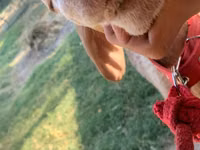 Schaf, Arashan sheep — Foto 6