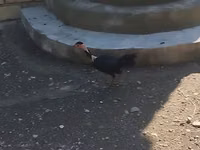 Guinea fowl — foto 2