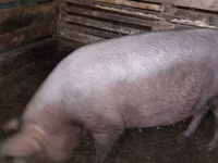 Sow, Pigs — photo 2