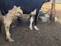 Sigir, Russian Black pied cattle — 8-rasm