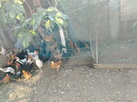 Chickens — foto 5