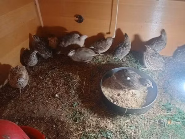 Quails