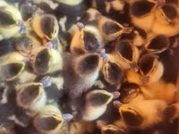 Ducks — zdjęcie 4
