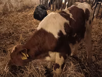 Buqa, Simmental cattle — 2-rasm