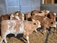 Бұқа, Simmental cattle — 6-сурет