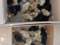 Chickens — zdjęcie 3