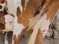 Krava, Simmental cattle — foto 6
