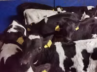 Taureau, Russian Black pied cattle — photo 2