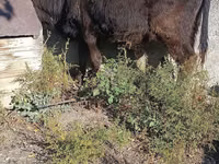 ثور, Simmental cattle — الصورة 4