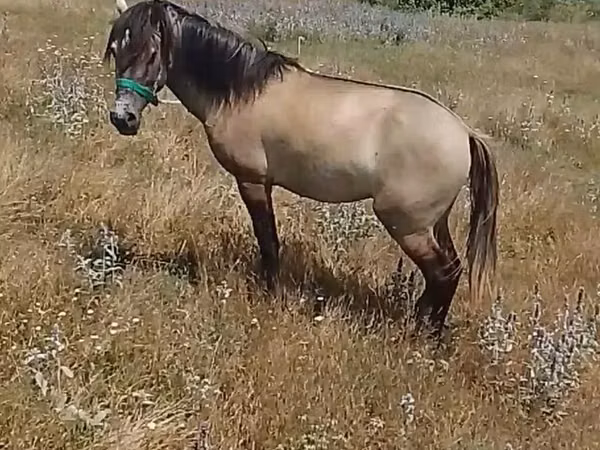 ცხენი, Standardbred
