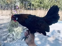 Chickens — 6-сурет