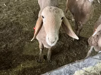 公羊, Sheep — 照片 6