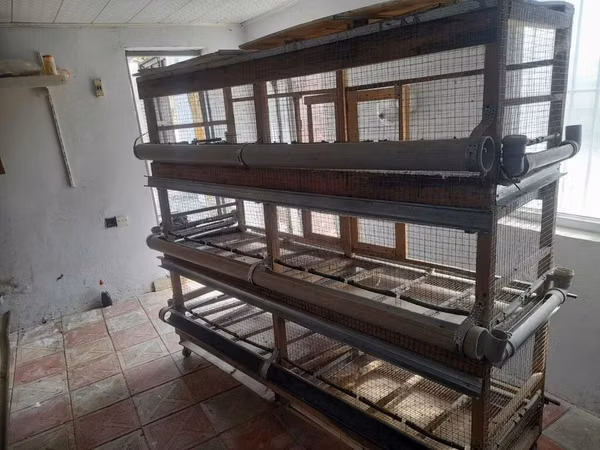 Cuce ve yaxud qush qefesi satilir. Qiymet 150 azn