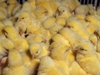 Chickens — zdjęcie 2