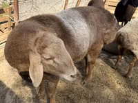 Qoç, Arashan sheep — foto 3