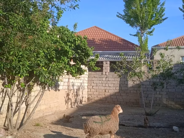 Beran, Ovce