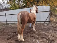 Kůň, Koně — foto 5