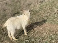 Cabra, Cabras — foto 2