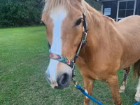 Kůň, Palomino — foto 1