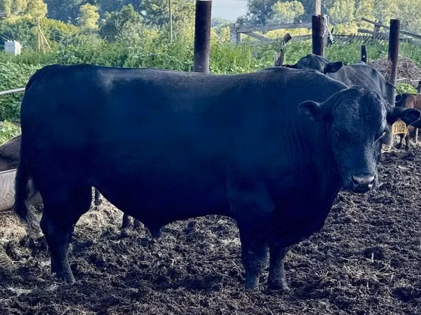Bovins (lot, sexe non indiqué), Aberdeen-Angus