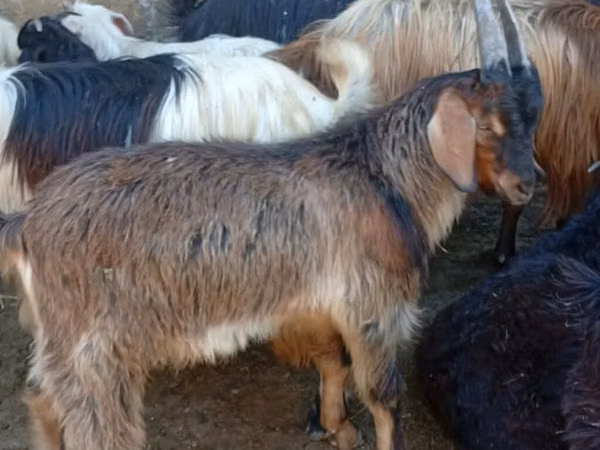 Kozy (šarže, pohlaví neuvedeno), Kozy