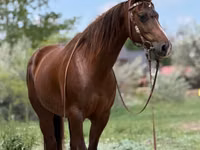 Égua, Quarter Horse — foto 2