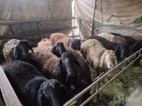 Koç, Edilbay sheep — foto 5