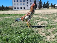 Chickens — foto 2