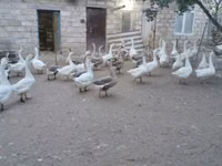 Geese — फ़ोटो 1