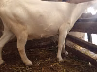 Koza, Saanen goat — zdjęcie 2