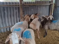公羊, Rhon sheep — 照片 1