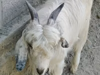 Ешкі, Alpine goat — 2-сурет