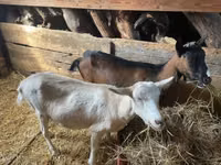 Koza, Alpine goat — zdjęcie 3