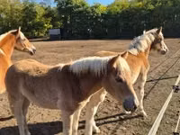 雌馬, Haflinger — 写真 8