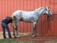 Cavalo, Tennessee Walking Horse — foto 3