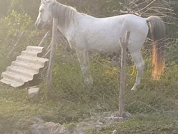 ცხენი, Azerbaijan horse