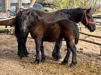 母马, Horses — 照片 8