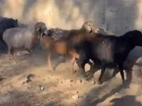 公羊, Sheep — 照片 2