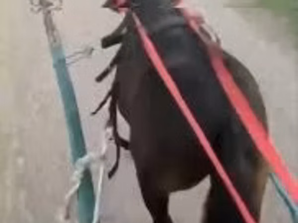 Cheval, Chevaux