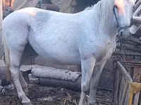 Égua, Cavalos — foto 3